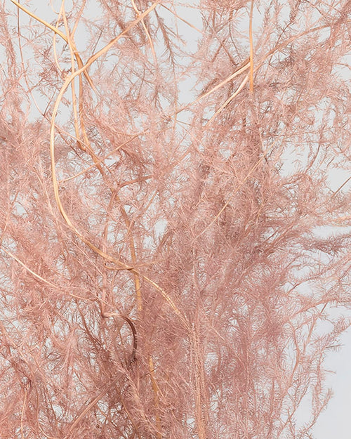 Asparagus | Pink