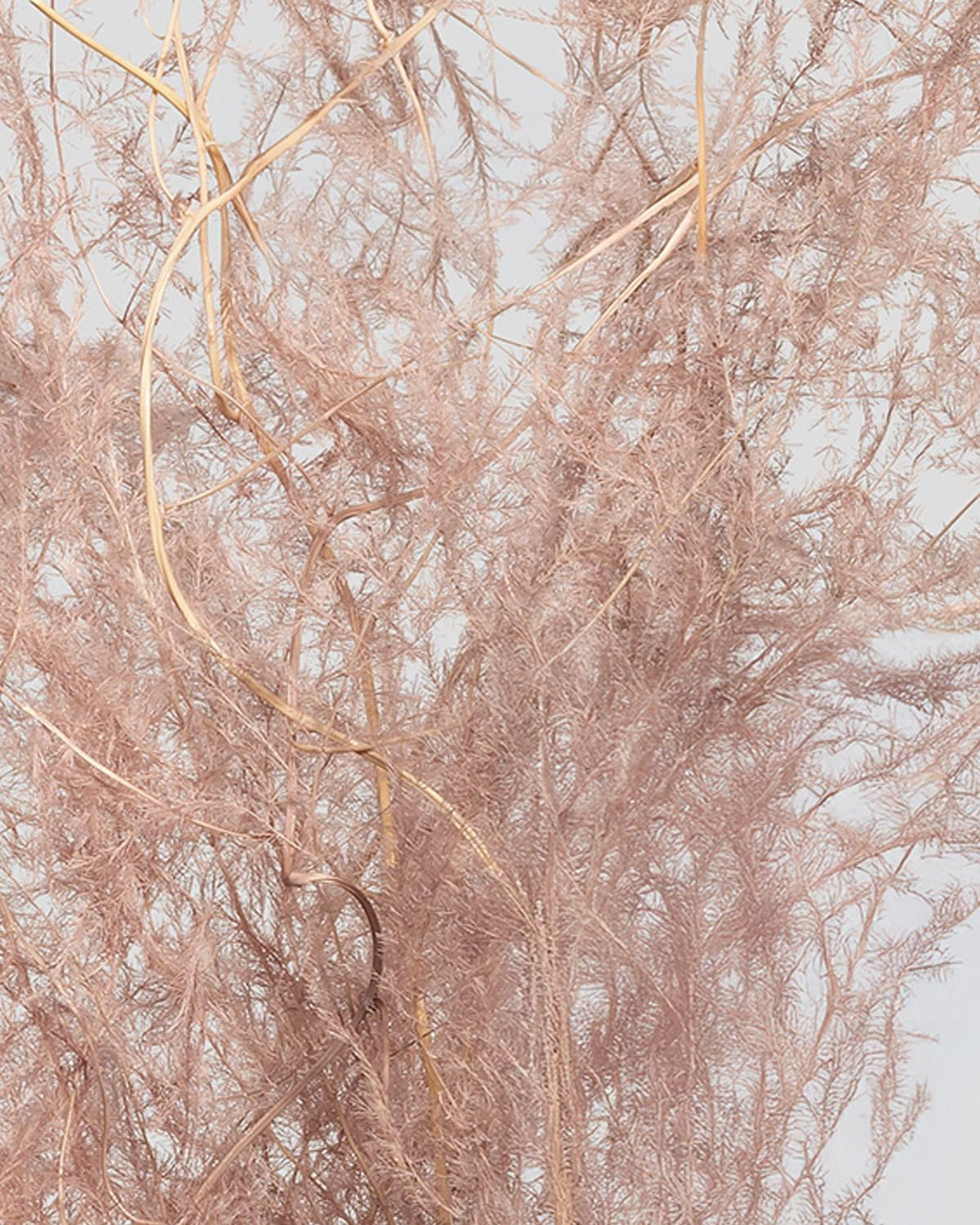 Asparagus | Pink