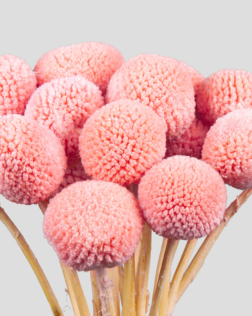 Craspedia | 20 steli - Pink