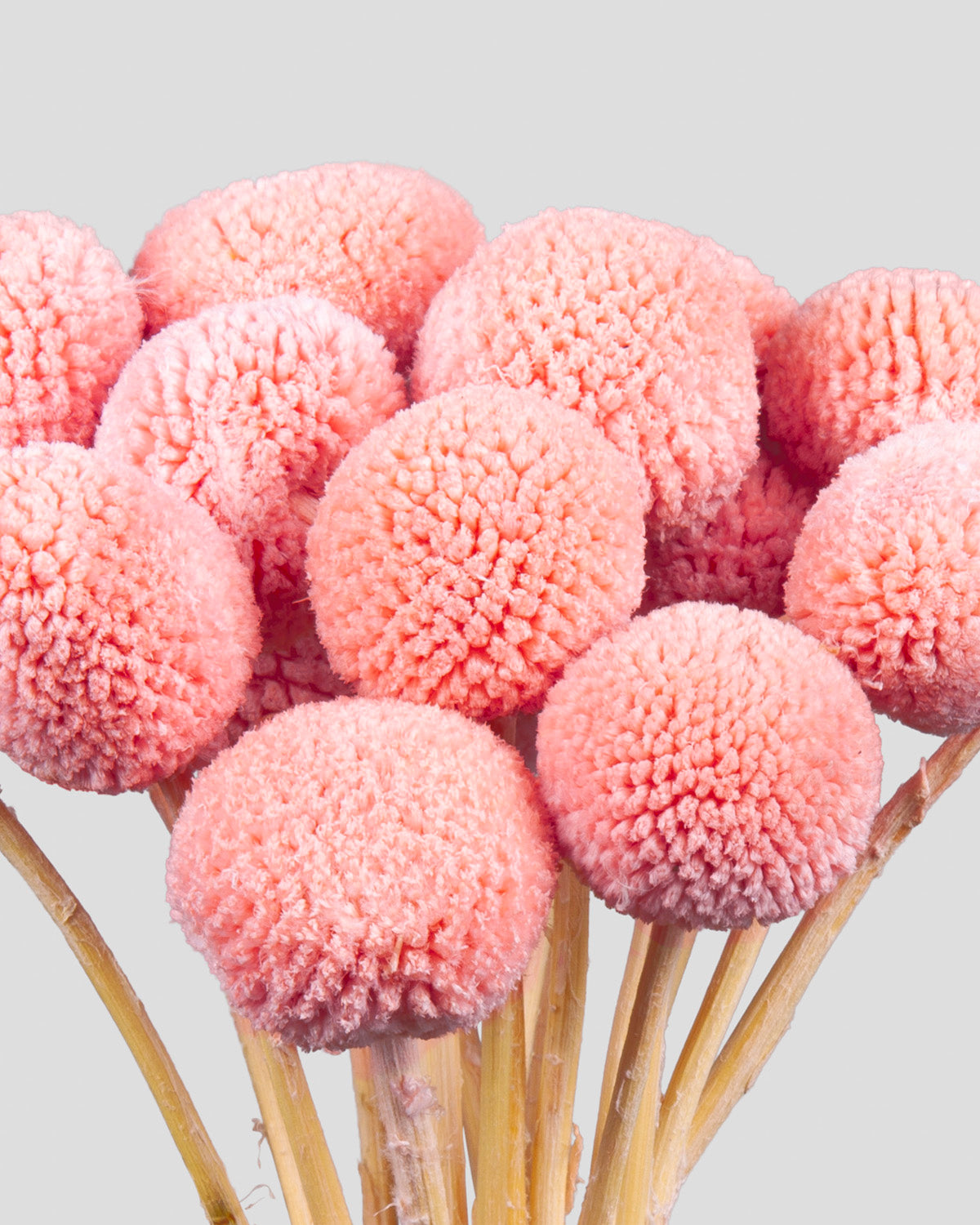 Craspedia | 20 steli - Pink