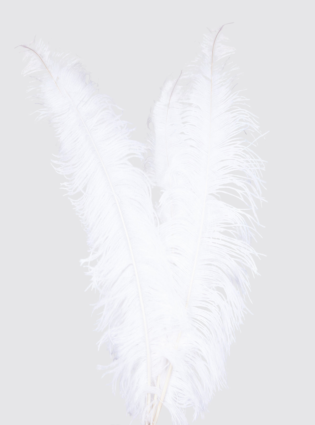Ostrich Feathers | 3 pcs.