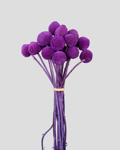 Craspedia | 20 steli - Purple