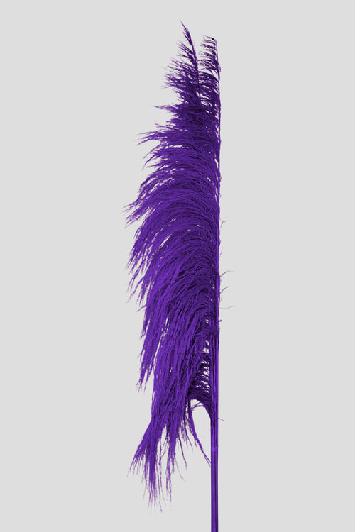 Feather Pampas 5 steli | Purple