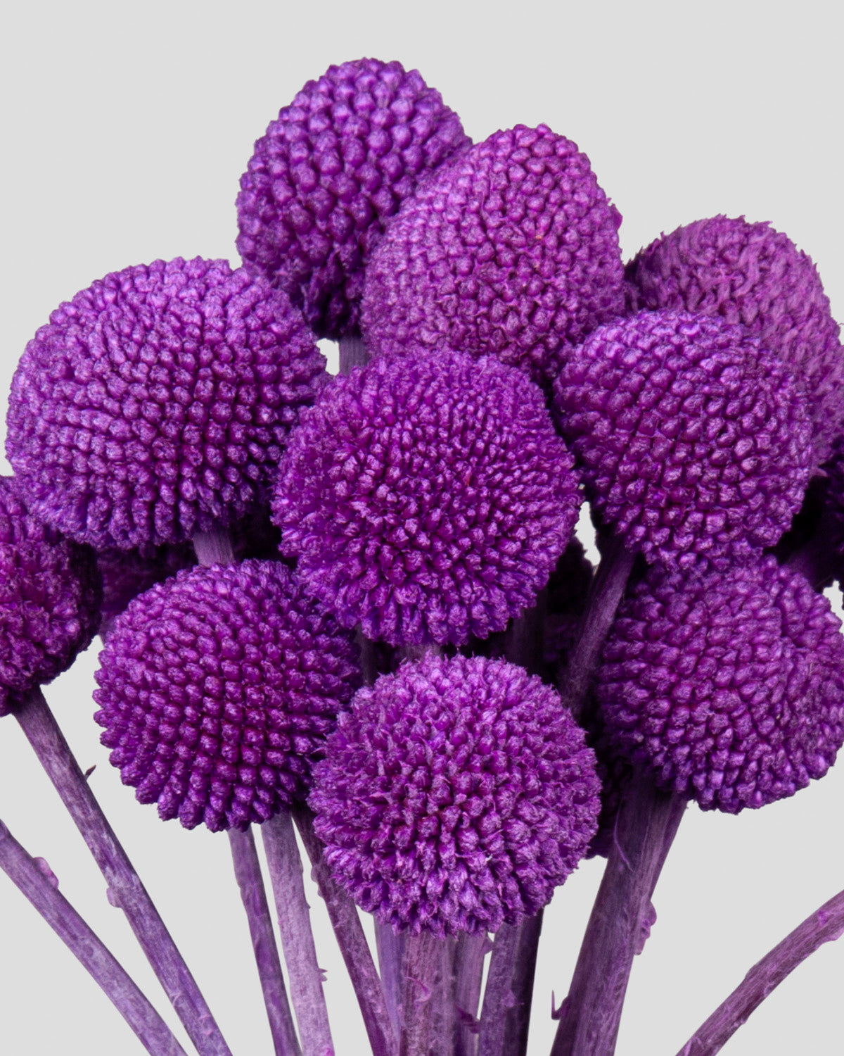 Craspedia | 20 steli - Purple