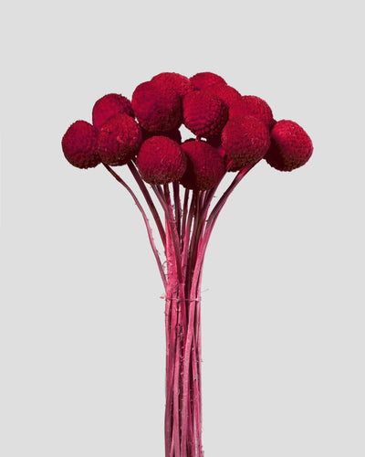 Craspedia | 20 steli - Red