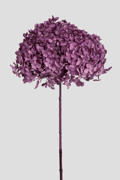 Ortensia Annabelle | Grape