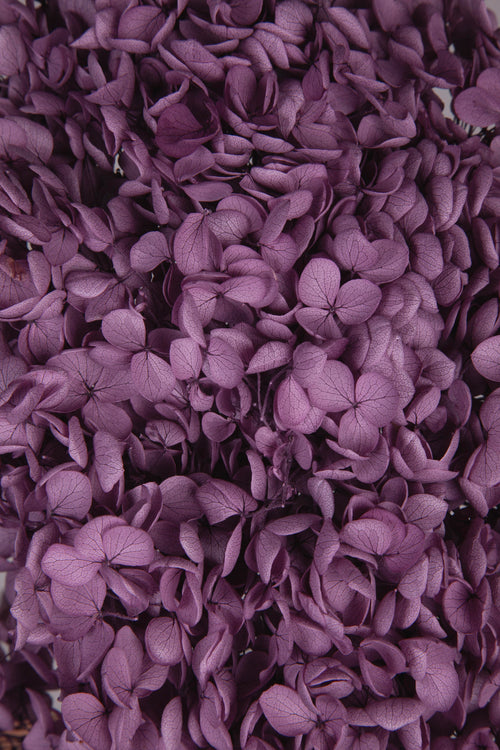Ortensia Annabelle | Grape