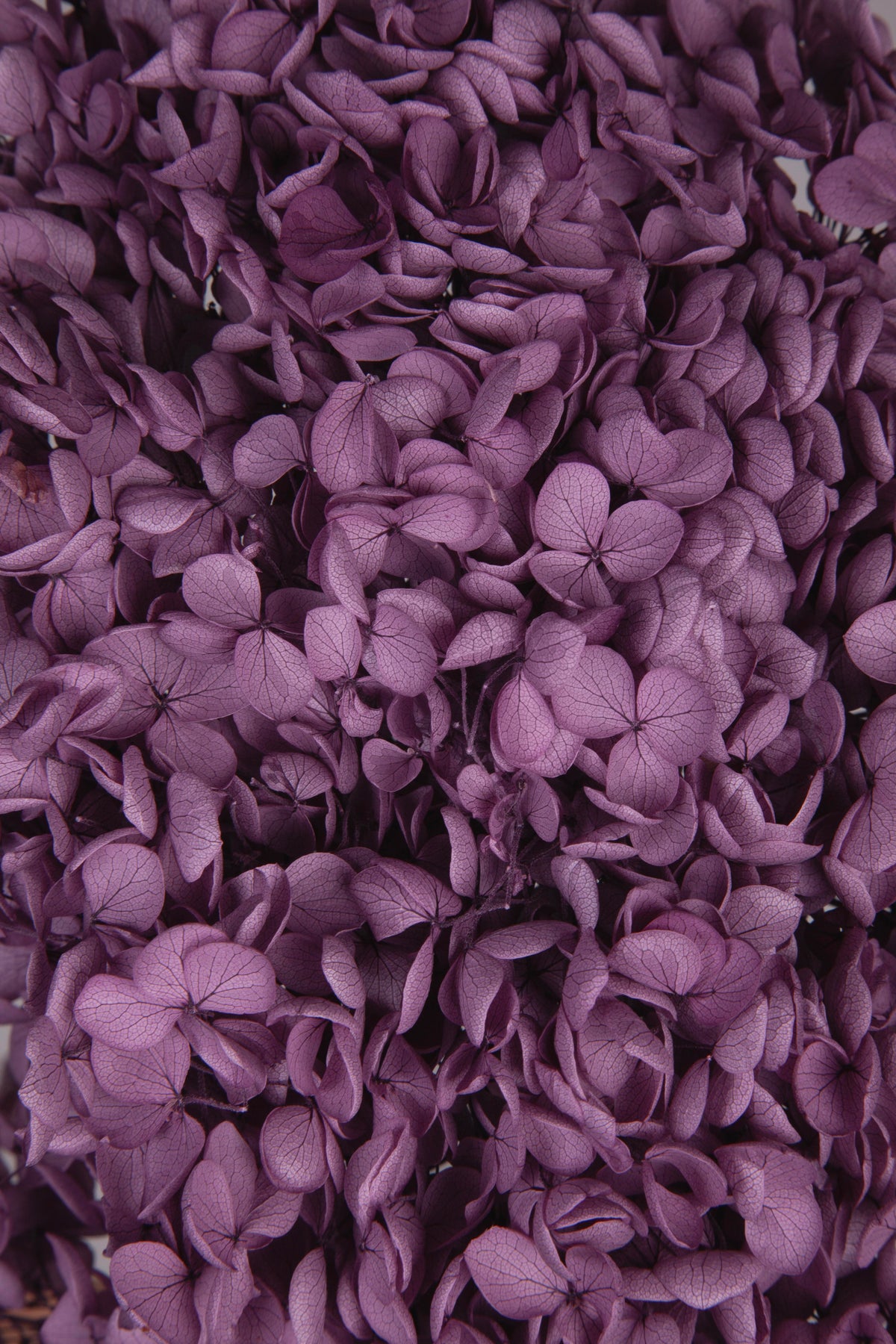 Ortensia Annabelle | Grape