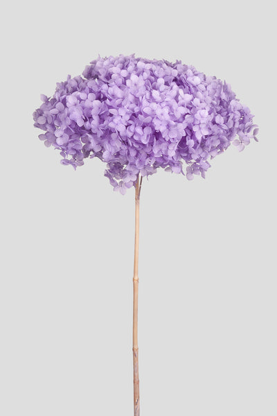 Ortensia Annabelle | Lilac