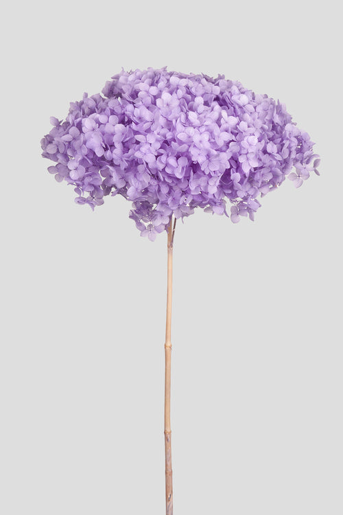 Ortensia Annabelle | Lilac