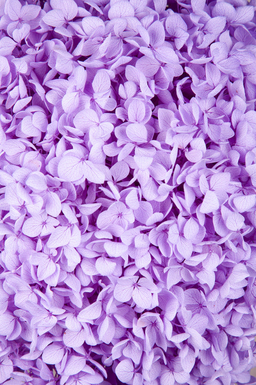 Ortensia Annabelle | Lilac