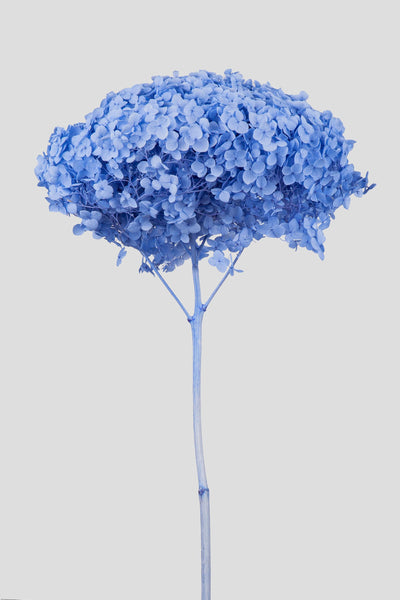 Ortensia Annabelle | Misty Blue