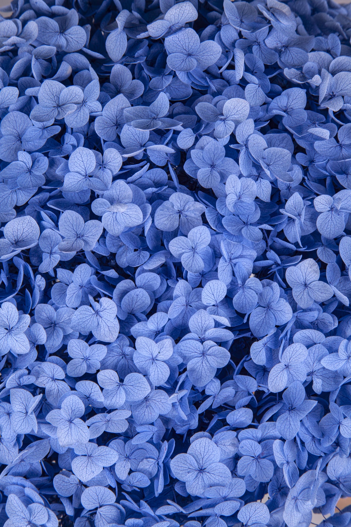 Ortensia Annabelle | Misty Blue