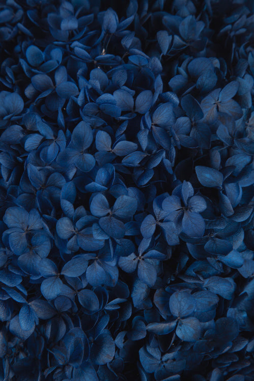 Ortensia Annabelle | Navy Blue