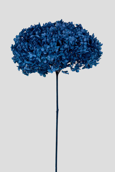 Ortensia Annabelle | Navy Blue