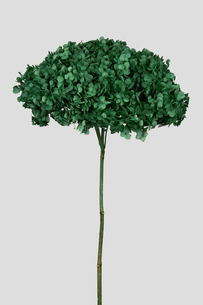 Ortensia Annabelle | Forest Green