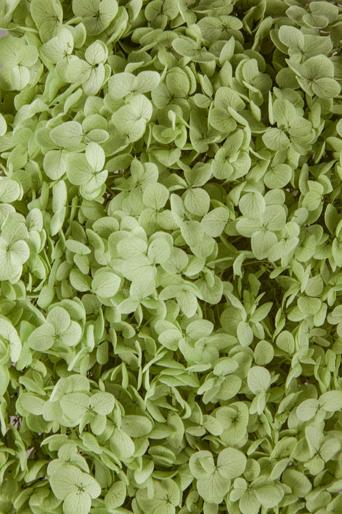 Ortensia Annabelle | Fresh Green