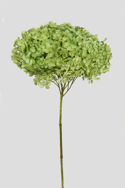 Ortensia Annabelle | Fresh Green