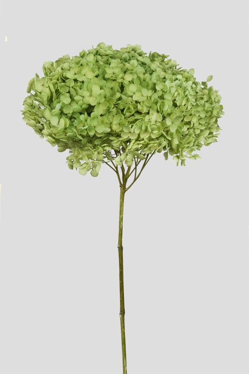 Ortensia Annabelle | Fresh Green