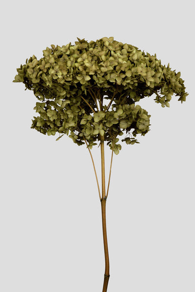 Ortensia Annabelle | Olive Green