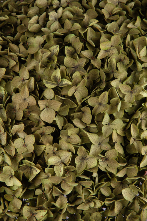 Ortensia Annabelle | Olive Green