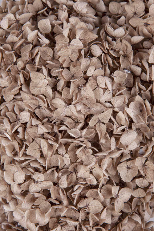 Ortensia Annabelle | Hazelnut