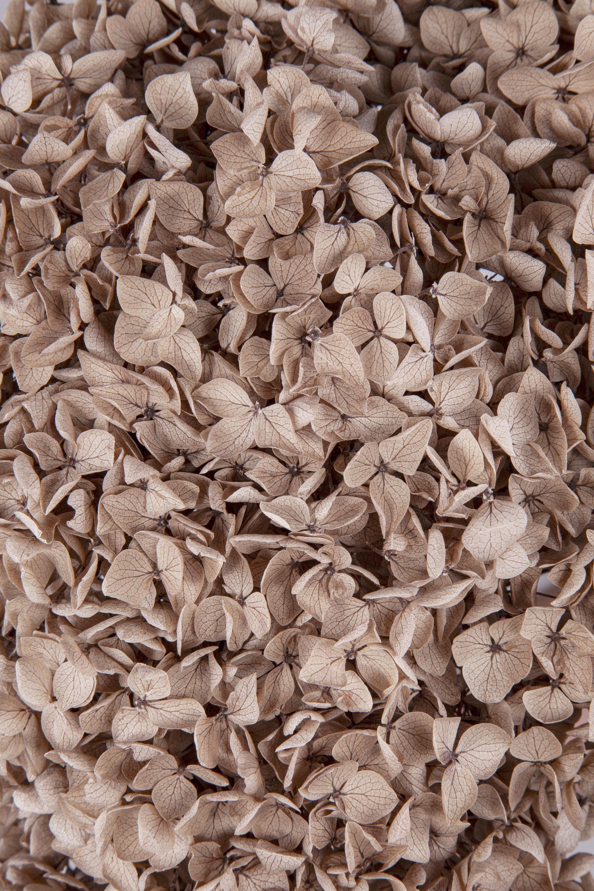 Ortensia Annabelle | Hazelnut