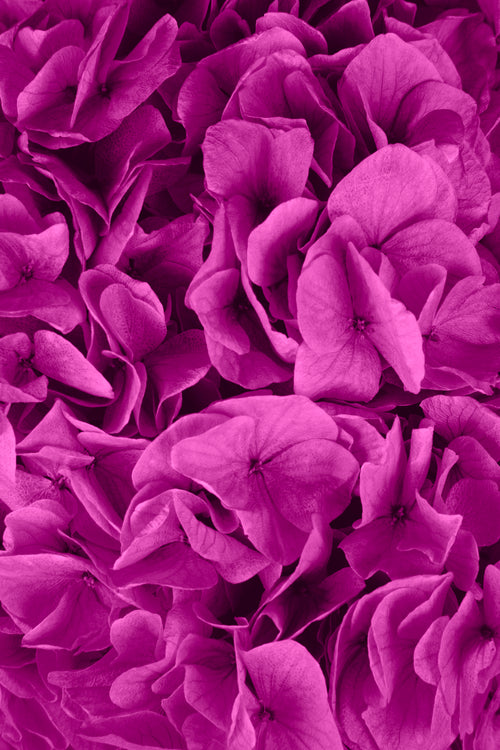 Ortensia Big Leaf | Ciclamino