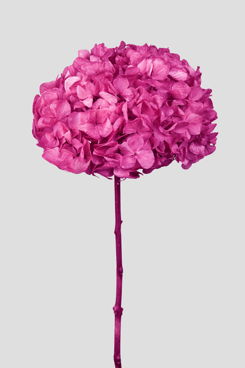 Ortensia Big Leaf | Ciclamino