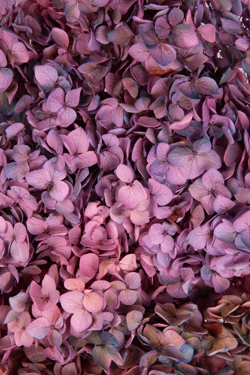 Ortensia Annabelle | Winter Gradient