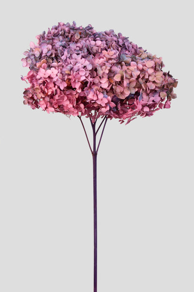 Ortensia Annabelle | Winter Gradient