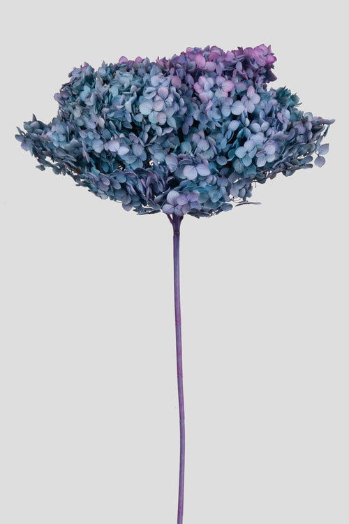 Ortensia Annabelle | Autumn Gradient