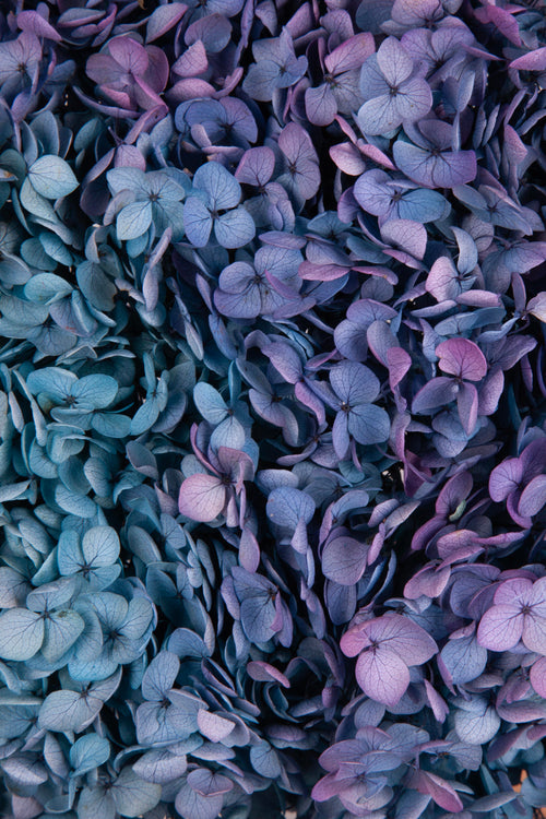 Ortensia Annabelle | Autumn Gradient