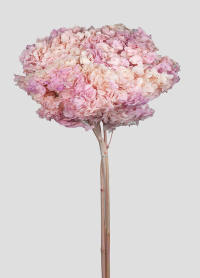 Ortensia Annabelle | Spring Gradient