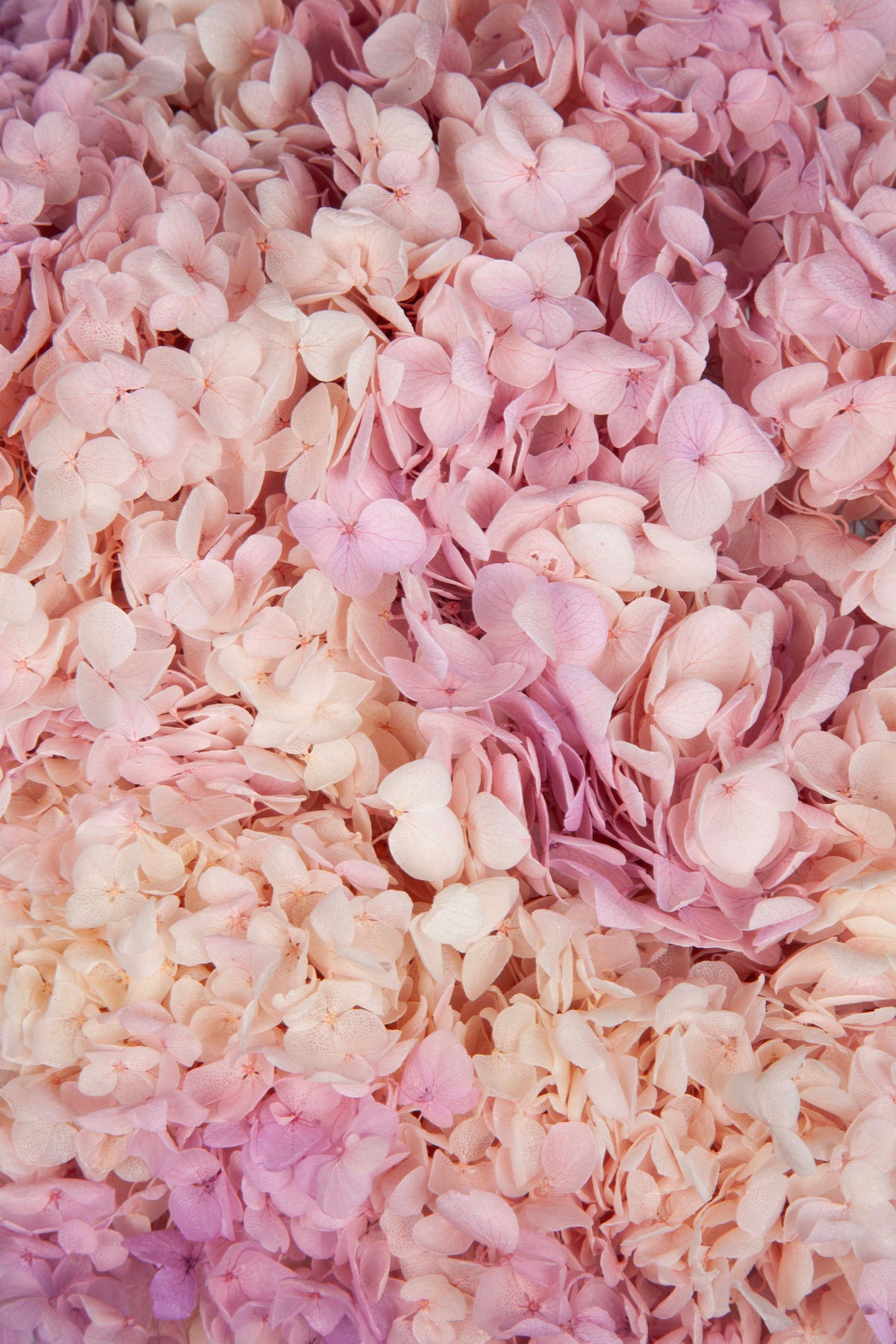 Ortensia Annabelle | Spring Gradient