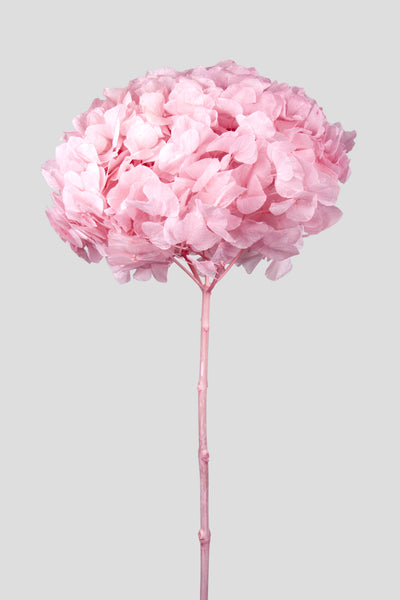 Ortensia Big Leaf | Candy Pink