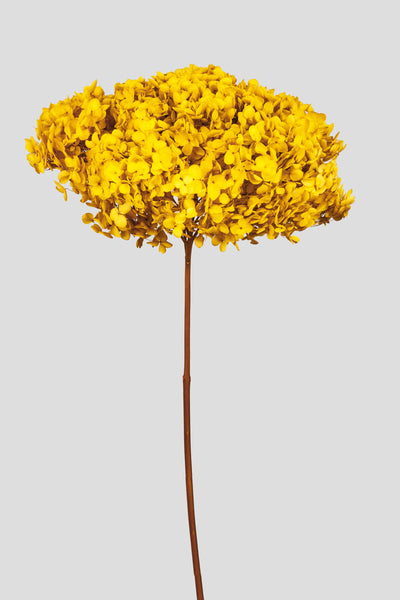 Ortensia Annabelle | Mimosa