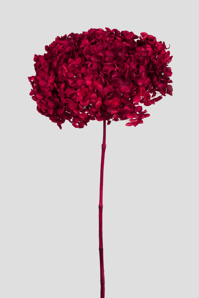 Ortensia Annabelle | Red