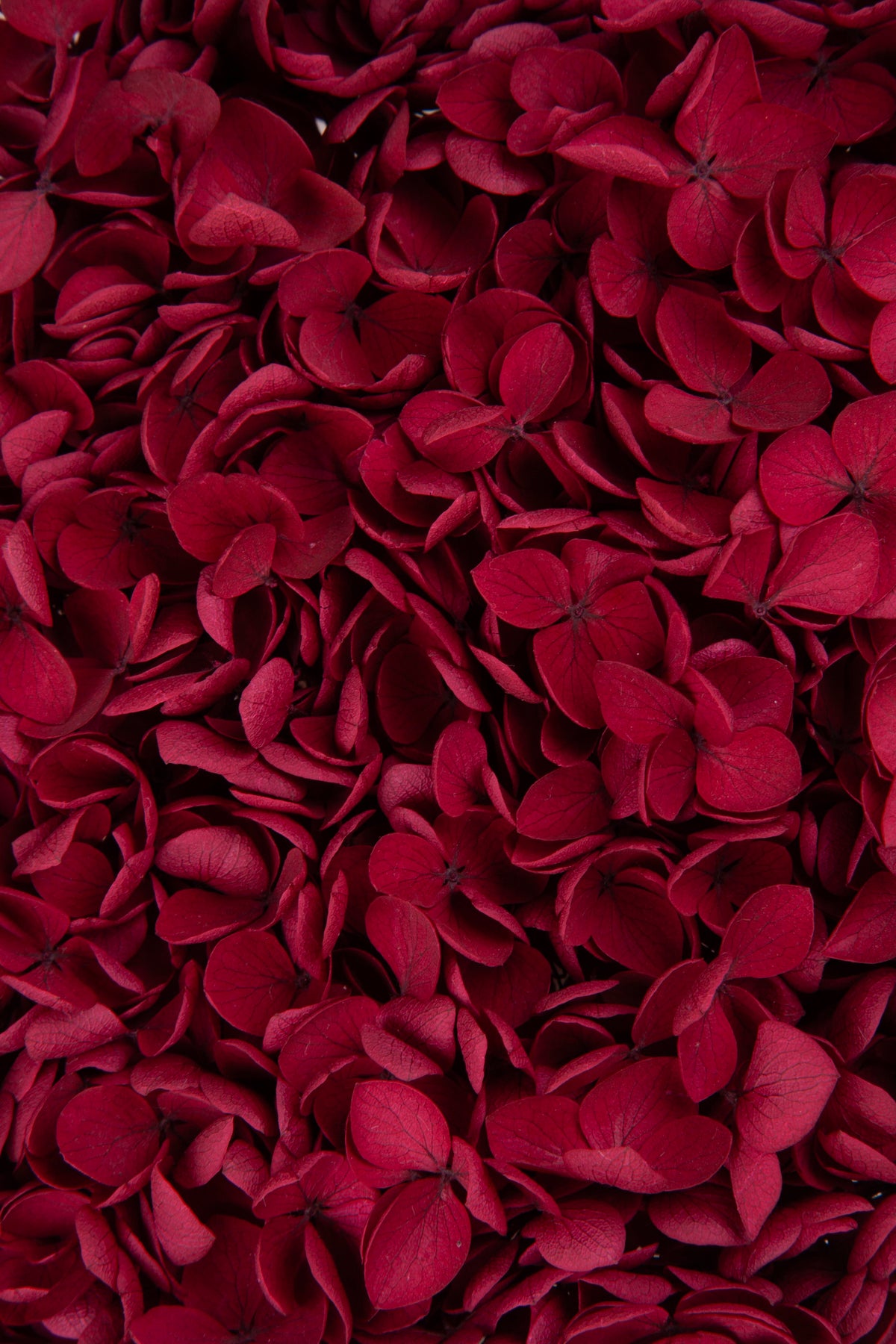 Ortensia Annabelle | Red