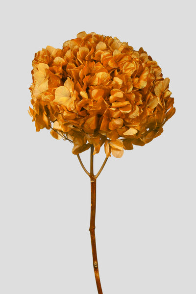 Ortensia Big Leaf | Mustard