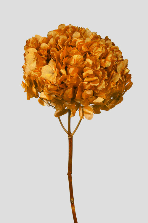 Big Leaf Hydrangea
