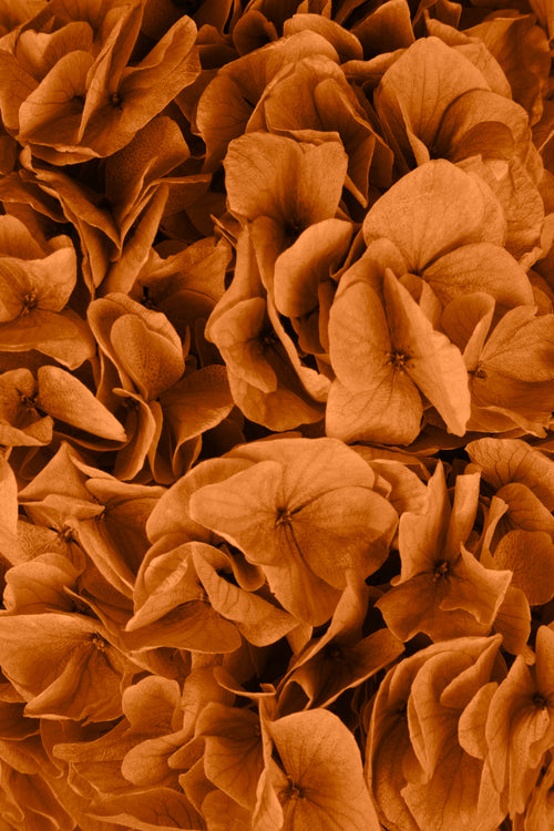 Big Leaf Hydrangea