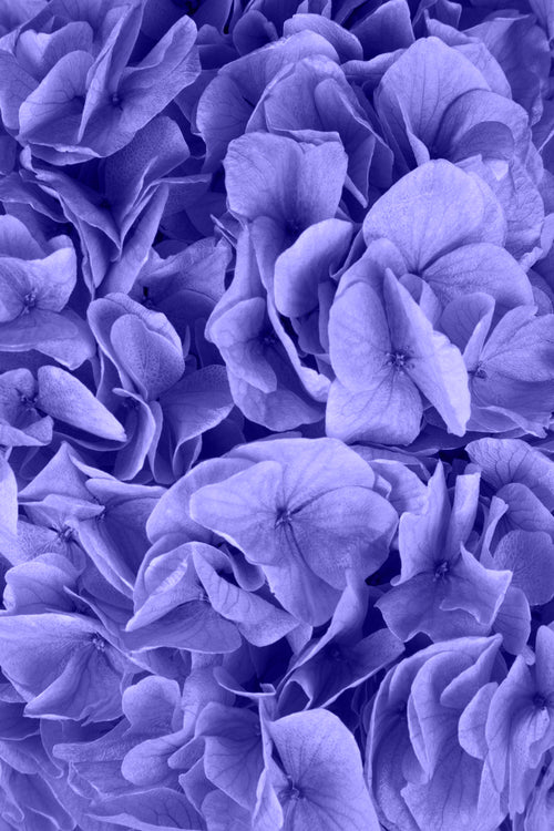 Big Leaf Hydrangea