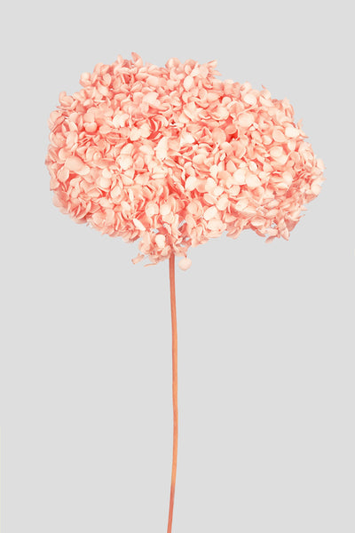Ortensia Annabelle | Peach Rose
