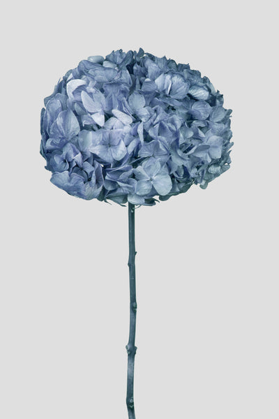 Ortensia Big Leaf | Dusty Blue