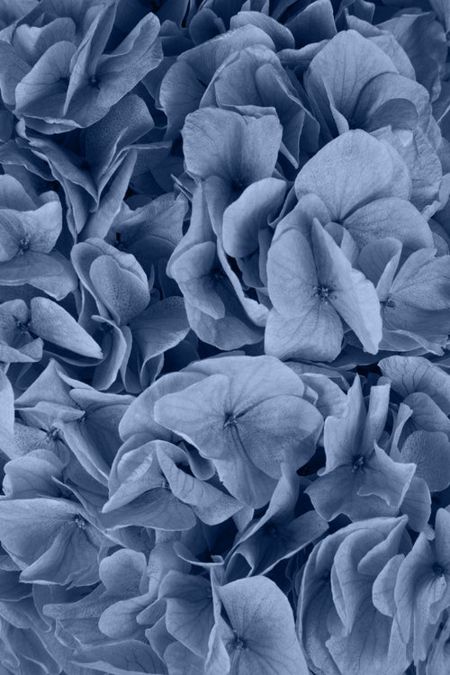 Big Leaf Hydrangea