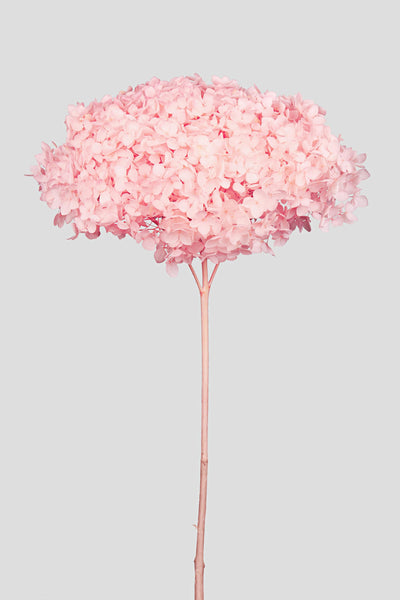 Ortensia Annabelle | Pastel Pink