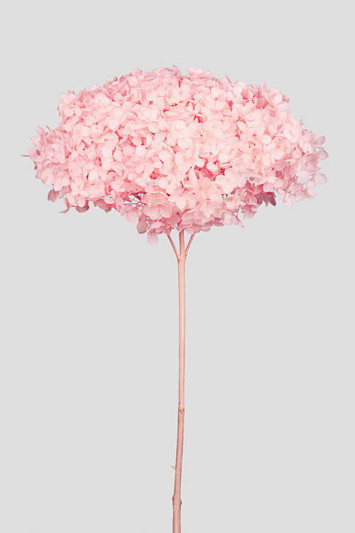 Ortensia Annabelle | Pastel Pink