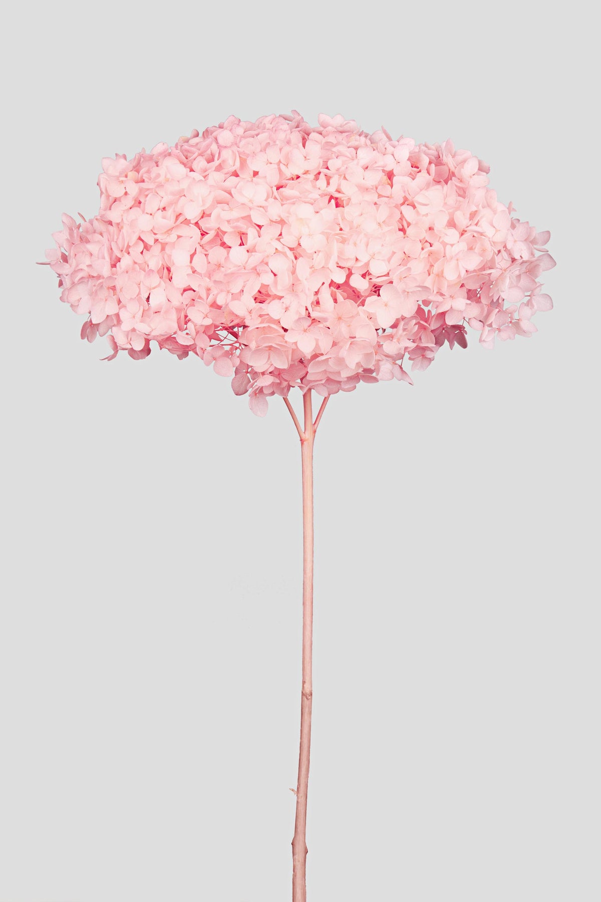 Ortensia Annabelle | Pastel Pink
