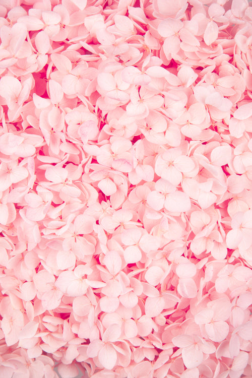 Ortensia Annabelle | Pastel Pink